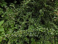 Cotoneaster integerrimus 9, Saxifraga-Ed Stikvoort