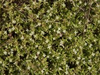 Crassula helmsii 19, Watercrassula, Saxifraga-Willem van Kruijsbergen