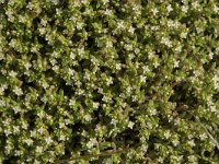 Crassula helmsii 20, Watercrassula, Saxifraga-Willem van Kruijsbergen