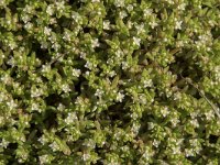 Crassula helmsii 21, Watercrassula, Saxifraga-Willem van Kruijsbergen