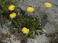 Crepis albida 2, Saxifraga-Willem van Kruijsbergen