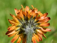 Crepis aurea 17, Saxifraga-Sonja Bouwman  Golden hawk's beard - Crepis aurea - Asteraceae familie