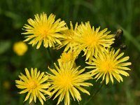 Crepis biennis 40, Groot streepzaad, Saxifraga-Sonja Bouwman