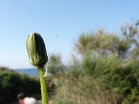 Crepis bulbosa