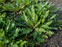 Crepis bursifolia 10, Saxifraga-Ed Stikvoort