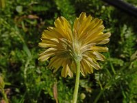 Crepis bursifolia 11, Saxifraga-Ed Stikvoort