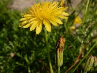 Crepis bursifolia 6, Saxifraga-Ed Stikvoort