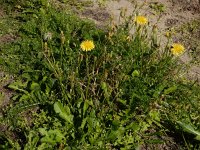 Crepis bursifolia 7, Saxifraga-Ed Stikvoort