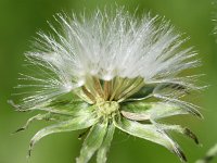 Crepis capillaris 27, Klein streepzaad, Saxifraga-Sonja Bouwman