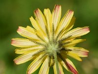 Crepis capillaris 28, Klein streepzaad, Saxifraga-Sonja Bouwman