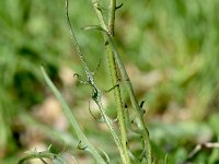 Crepis jacquinii 3, Saxifraga-Sonja Bouwman  Crepis jacquinii - Asteraceae familie