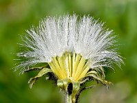 Crepis jacquinii 5, Saxifraga-Sonja Bouwman  Crepis jacquinii - Asteraceae familie