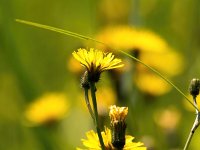 Crepis paludosa 36, Moerasstreepzaad, Saxifraga-Bart Vastenhouw