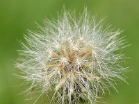 Crepis paludosa 39, Moerasstreepzaad, Saxifraga-Sonja Bouwman  868. Moerasstreepzaad - Crepis paludosa - Asteraceae familie (i)