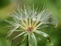 Crepis paludosa 40, Moerasstreepzaad, Saxifraga-Sonja Bouwman  868. Moerasstreepzaad - Crepis paludosa - Asteraceae familie (i)