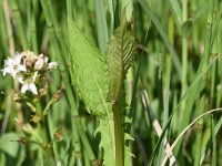 Crepis paludosa 41, Moerasstreepzaad, Saxifraga-Sonja Bouwman  868. Moerasstreepzaad - Crepis paludosa - Asteraceae familie (i)