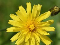 Crepis paludosa 43, Moerasstreepzaad, Saxifraga-Sonja Bouwman  868. Moerasstreepzaad - Crepis paludosa - Asteraceae familie (i) Drentsche Aa (Oudemolen)