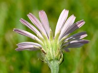 Crepis rubra 19, Saxifraga-Sonja Bouwman  Pink hawk's beard - Crepis rubra - Asteraceae familie