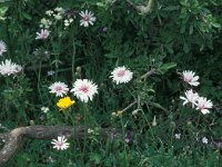 Crepis rubra 22, Saxifraga-Jan van der Straaten