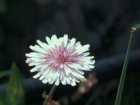 Crepis rubra 24, Saxifraga-Jan van der Straaten