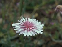 Crepis rubra 25, Saxifraga-Jan van der Straaten