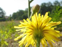 Crepis setosa 1, Borstelstreepzaad, Saxifraga-Rutger Barendse