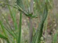 Crepis setosa 2, Borstelstreepzaad, Saxifraga-Rutger Barendse