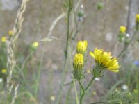 Crepis setosa 3, Borstelstreepzaad, Saxifraga-Rutger Barendse