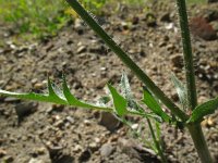 Crepis setosa 5, Borstelstreepzaad, Saxifraga-Rutger Barendse