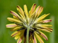 Crepis vesicaria ssp taraxacifolia 32, Paardenbloemstreepzaad, Saxifraga-Sonja Bouwman  1061. Paardenbloemstreepzaad - Crepis vesicaria ssp. taraxacifolia - Asteraceae familie (i)