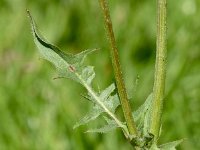 Crepis vesicaria ssp taraxacifolia 33, Paardenbloemstreepzaad, Saxifraga-Sonja Bouwman  1061. Paardenbloemstreepzaad - Crepis vesicaria ssp. taraxacifolia - Asteraceae familie (i)