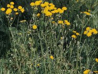 Crepis vesicaria 1, Paardenbloemstreepzaad, Saxifraga-Piet Zomerdijk