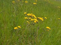 Crepis vesicaria 19, Paardenbloemstreepzaad, Saxifraga-Ed Stikvoort