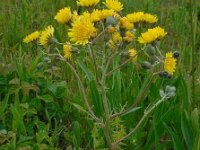 Crepis vesicaria 21, Paardenbloemstreepzaad, Saxifraga-Ed Stikvoort