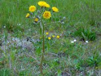 Crepis vesicaria 25, Paardenbloemstreepzaad, Saxifraga-Ed Stikvoort