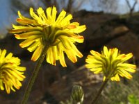 Crepis vesicaria ssp taraxacifolia 7, Paardenbloemstreepzaad, Saxifraga-Rutger Barendse