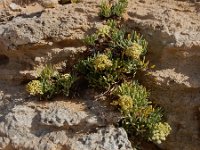 Crithmum maritimum 47, Zeevenkel, Saxifraga-Ed Stikvoort