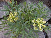 Crithmum maritimum 50, Zeevenkel, Saxifraga-Ed Stikvoort