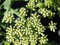 Crithmum maritimum 56, Zeevenkel, Saxifraga-Sonja Bouwman  791. Zeevenkel - Crithmum maritimum - Apiaceae familie (i) Harlingen