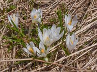 Crocus albiflorus 52, Saxifraga-Harry Jans