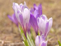 Crocus albiflorus 53, Saxifraga-Luuk Vermeer