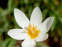 Crocus boryi 9, Saxifraga-Sonja Bouwman  Crocus boryi - Iridiaceae familie; Skinaria (Zakynthos)