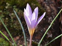 Crocus nevadensis 28, Saxifraga-Harry Jans