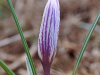 Crocus nevadensis 29, Saxifraga-Harry Jans