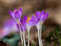 Crocus tommasinianus 28, Boerenkrokus, Saxifraga-Bart Vastenhouw