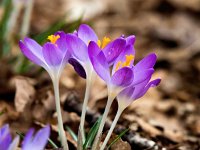 Crocus tommasinianus 29, Boerenkrokus, Saxifraga-Bart Vastenhouw