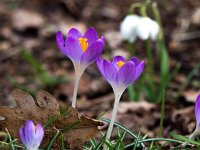 Crocus tommasinianus 33, Boerenkrokus, Saxifraga-Bart Vastenhouw