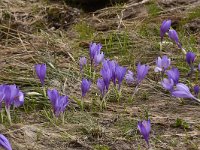 Crocus veluchensis 16, Saxifraga-Harry Jans  Crocus veluchensis