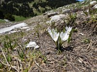 Crocus vernus 26, Bonte krokus, Saxifraga-Luuk Vermeer