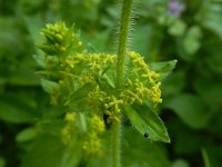 Cruciata laevipes 21, Kruisbladwalstro, Saxifraga-Ed Stikvoort